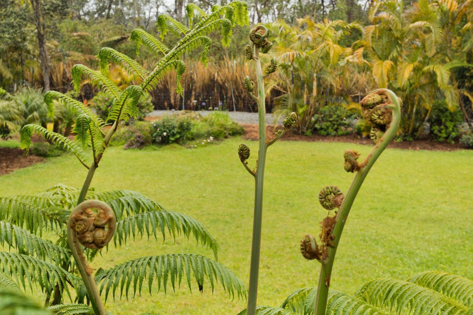 Aloha Junction Bed And Breakfast -Minutes Away From Hawaii Volcanoes National Park Exteriör bild