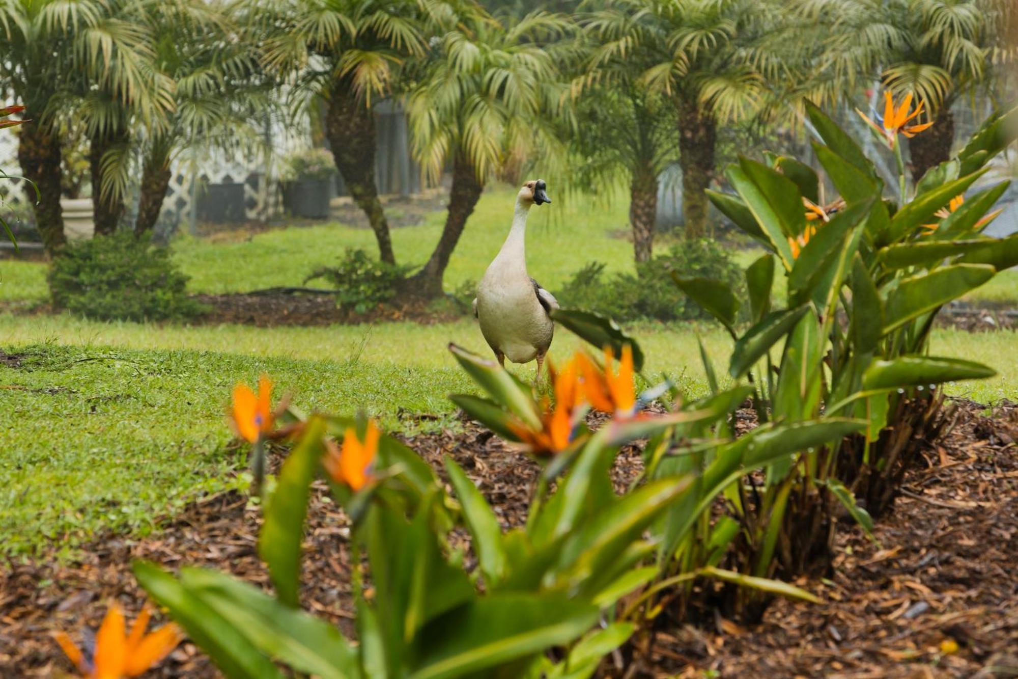 Aloha Junction Bed And Breakfast -Minutes Away From Hawaii Volcanoes National Park Exteriör bild